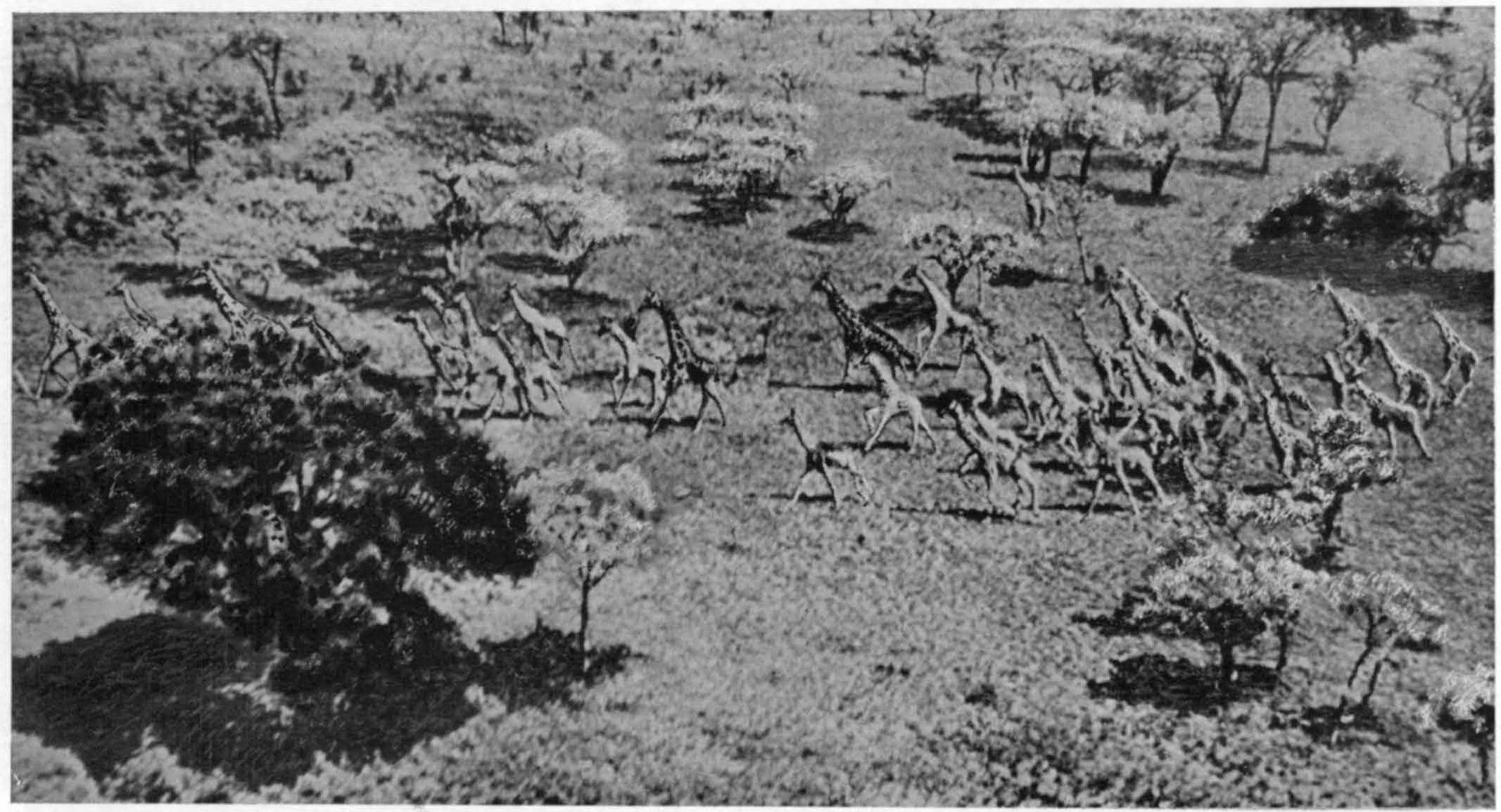 Рис. XI. Стадо жираф в Центральной Африке (M. Johnson, 1936)
