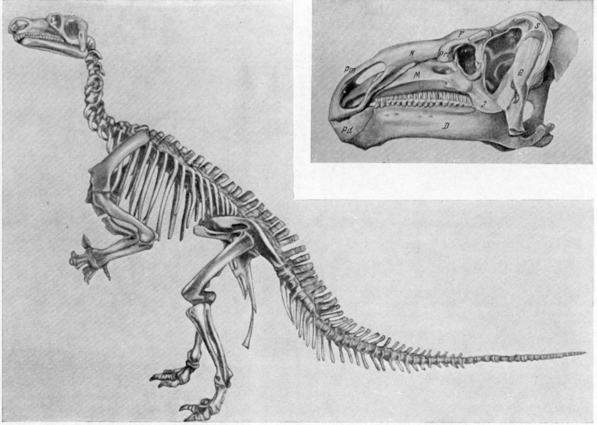 Рис. XVIII. Игуанодон (Iguanodon bernissartensis Boulenger) длиной около 10 м. Нижний мел Берниссара (Бельгия). Брюссель, Естественноисторический музей