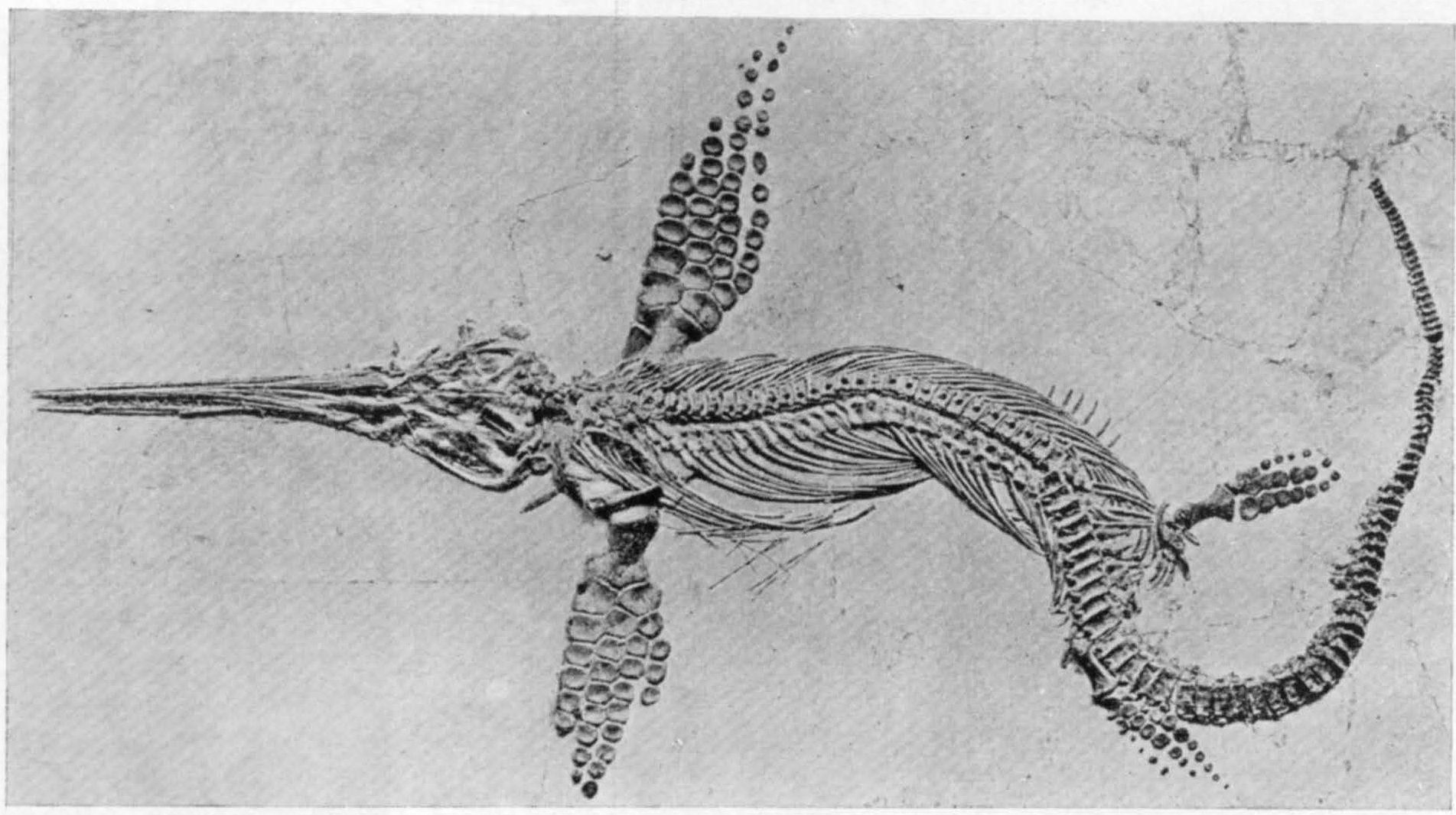 Рис. XXIХ. Ихтиозавр стеноптеригиус (Stenopterygius quadriscissus Quenstedt). Вид со спинной стороны. Нижняя юра. Англия. Британский естественноисторический музей в Лондоне