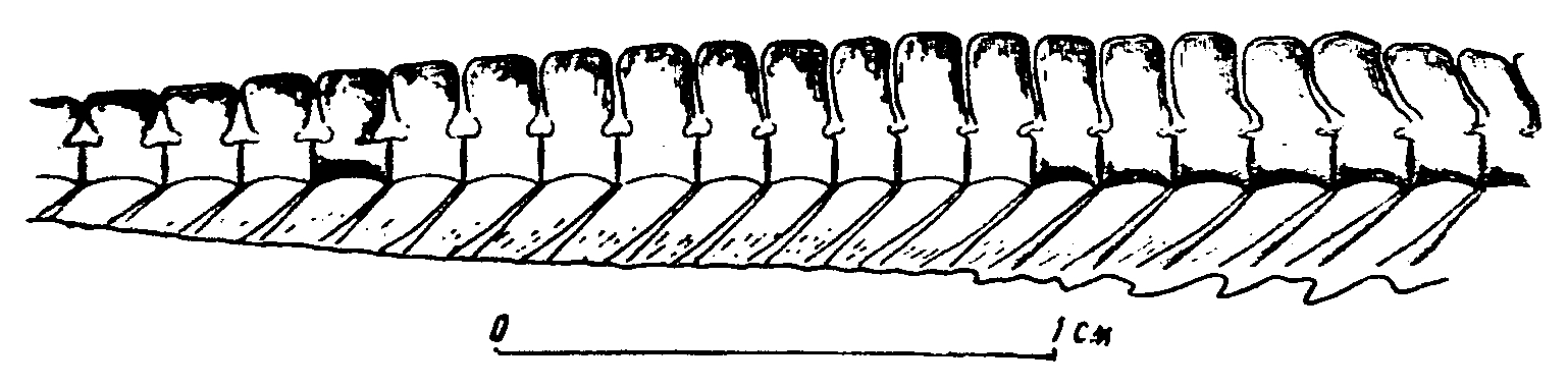 Рис. 1. Фрагмент хвоста лепоспондильного земноводного № 763/1 ПИН. Вид сбоку, с правой стороны (зеркально восстановлена по отпечатку левой)