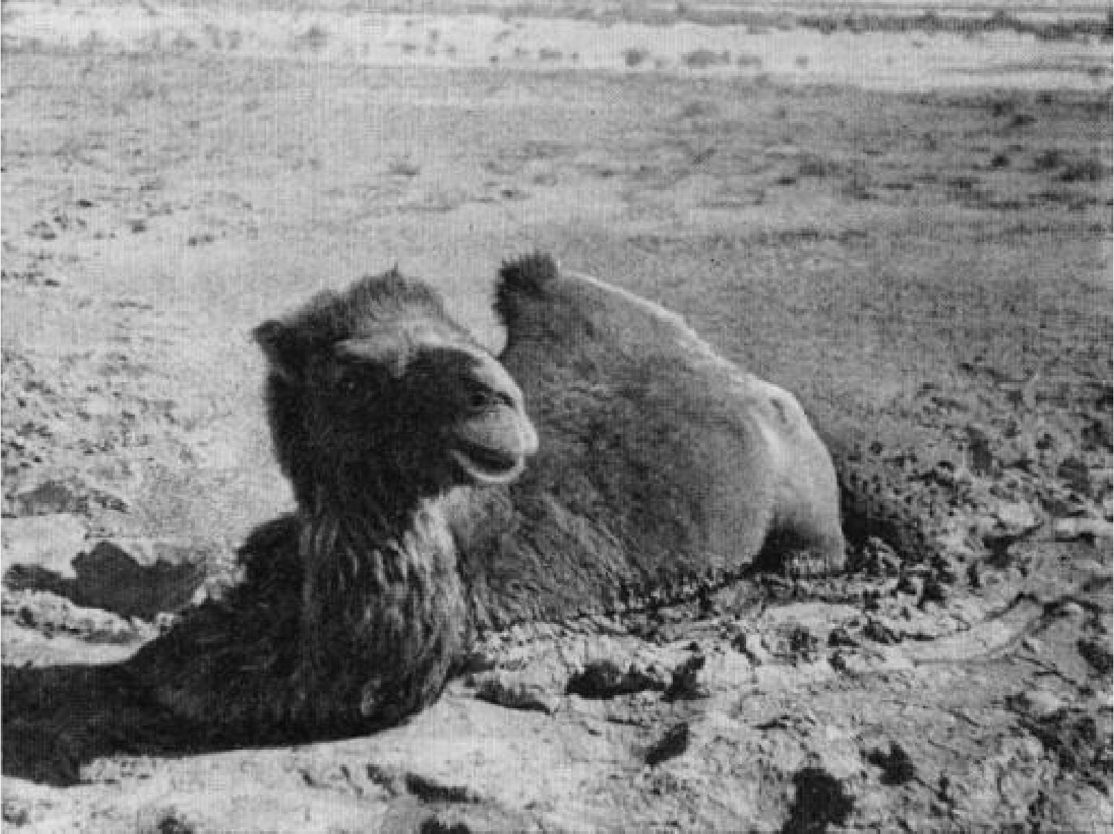 Увязший в глинистой почве такыра крупный верблюд. Фото автора