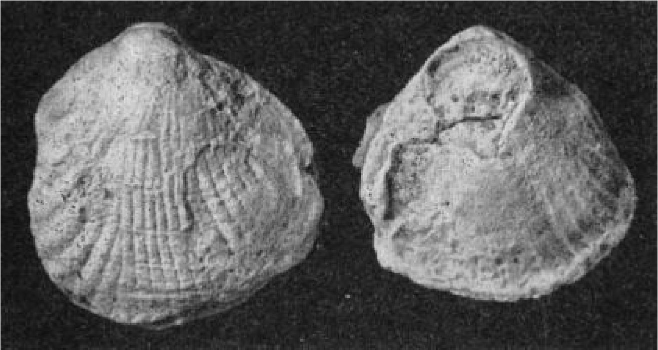 Крупные двустворчатые моллюски рода Сайншандия, найденные в пустыне Гоби. х 1